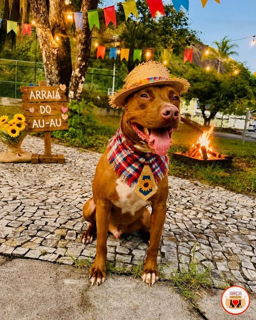 Romeu, cachorro de porte médio para adoção em Niterói - RJ