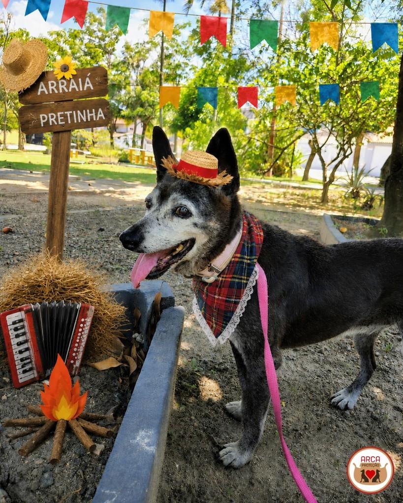 Pretinha, cachorro de porte médio para adoção em Niterói - RJ