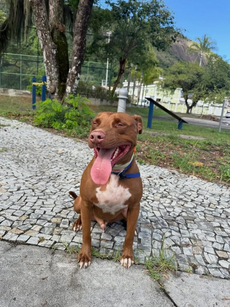 Romeo, cachorro de porte médio para adoção em Niterói - RJ