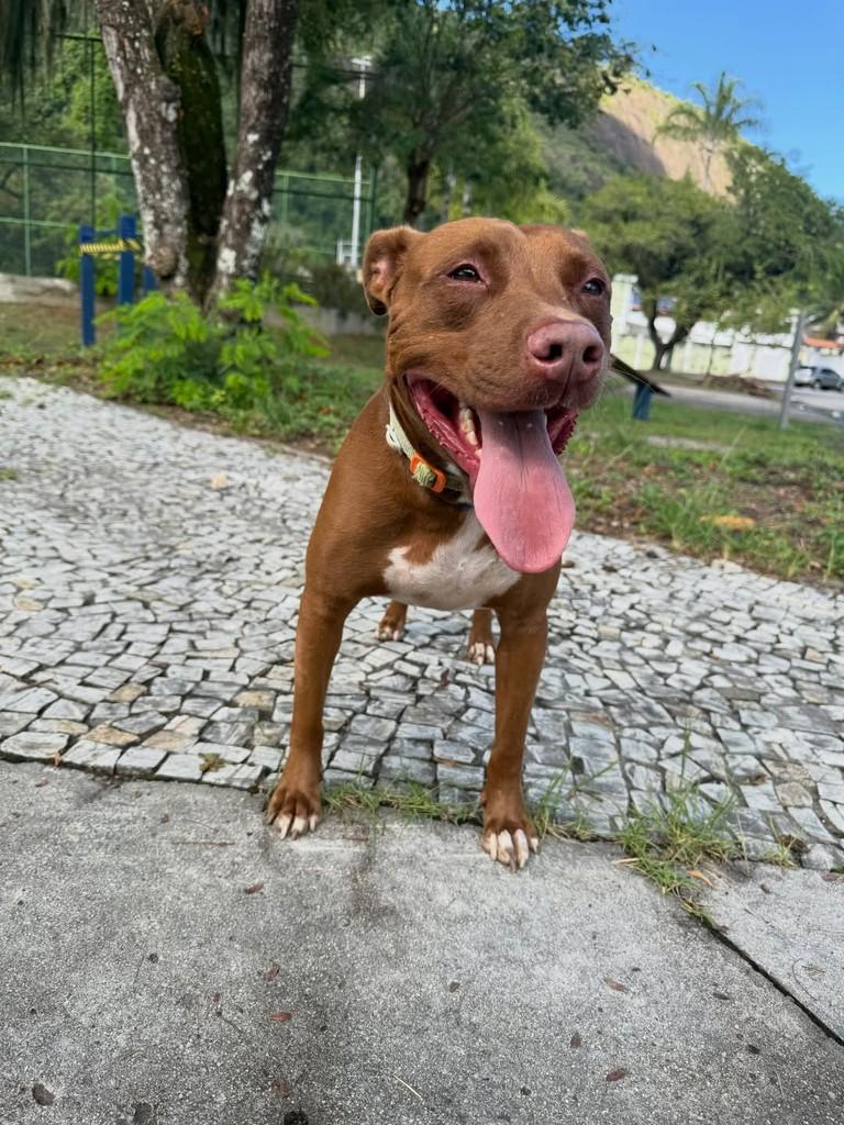 Romeo, cachorro de porte médio para adoção em Niterói - RJ — foto 2 de 2