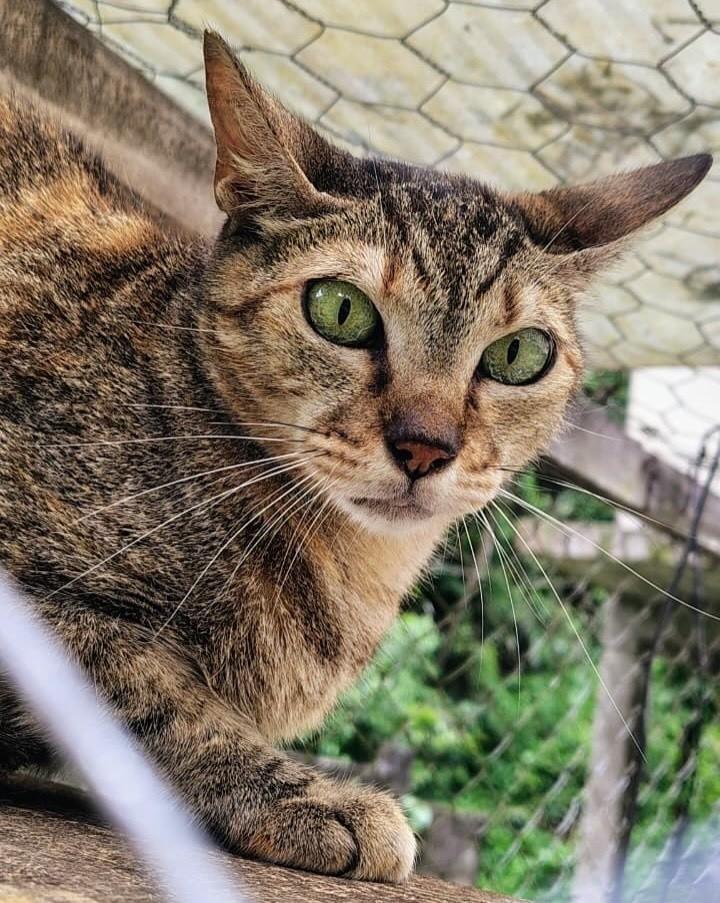 Maria, gata de porte médio para adoção em Niterói - RJ