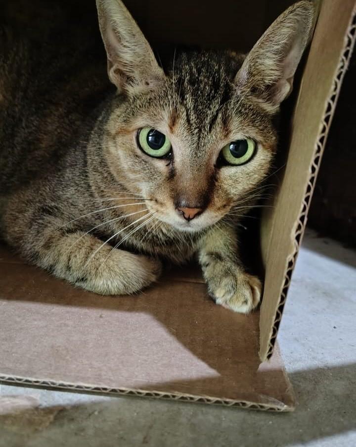 Maria, gata de porte médio para adoção em Niterói - RJ — foto 2 de 5