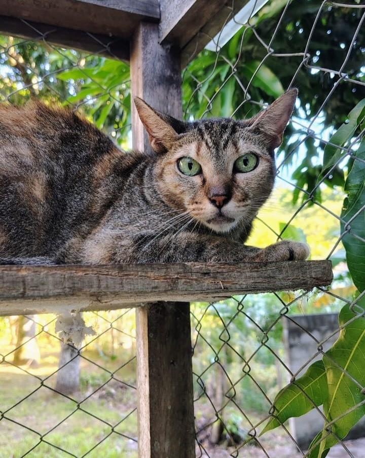 Maria, gata de porte médio para adoção em Niterói - RJ — foto 3 de 5