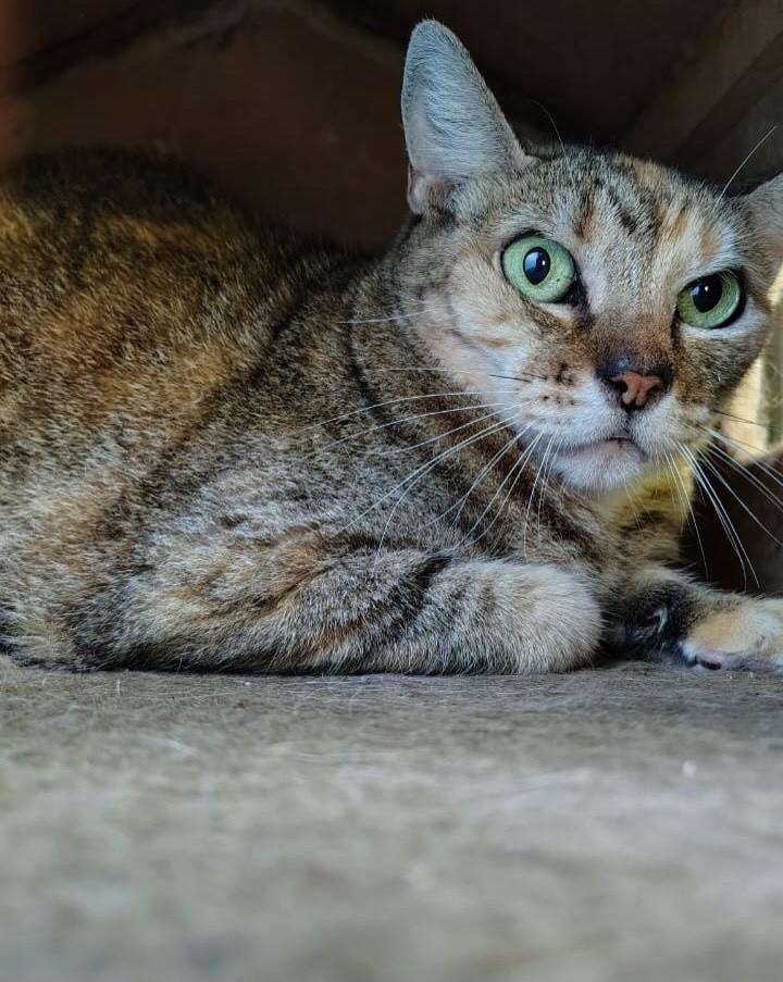 Maria, gata de porte médio para adoção em Niterói - RJ — foto 4 de 5