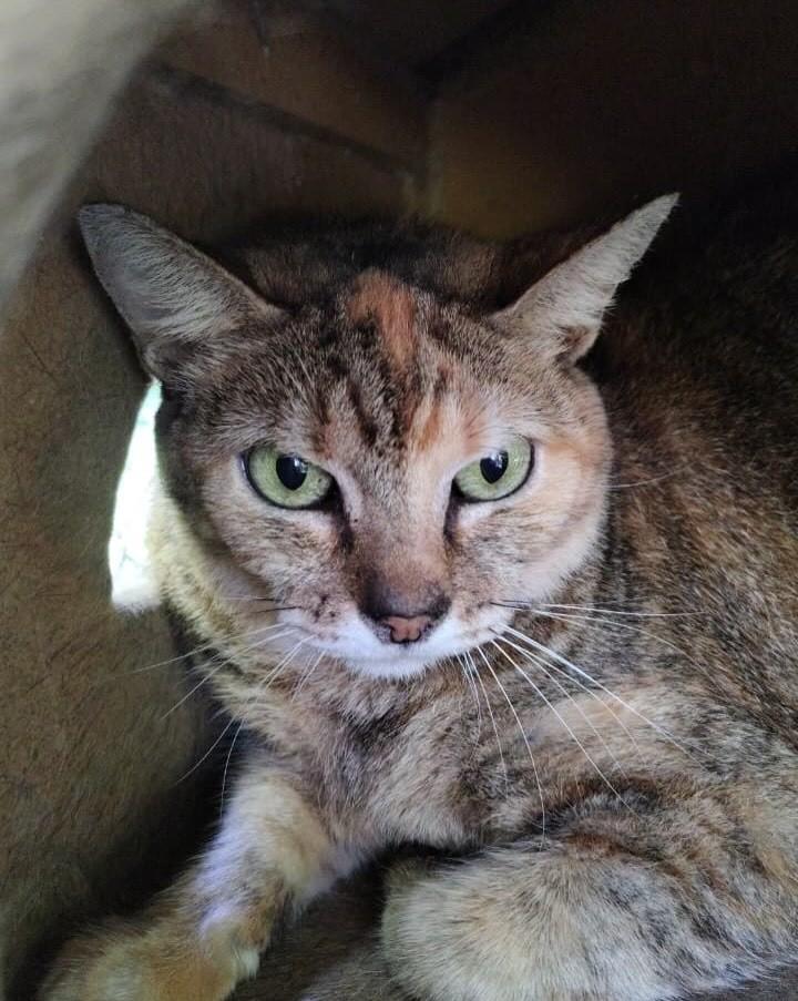Maria, gata de porte médio para adoção em Niterói - RJ — foto 5 de 5