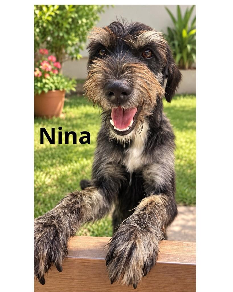 Nina, cadela de porte médio para adoção em Macaé - RJ