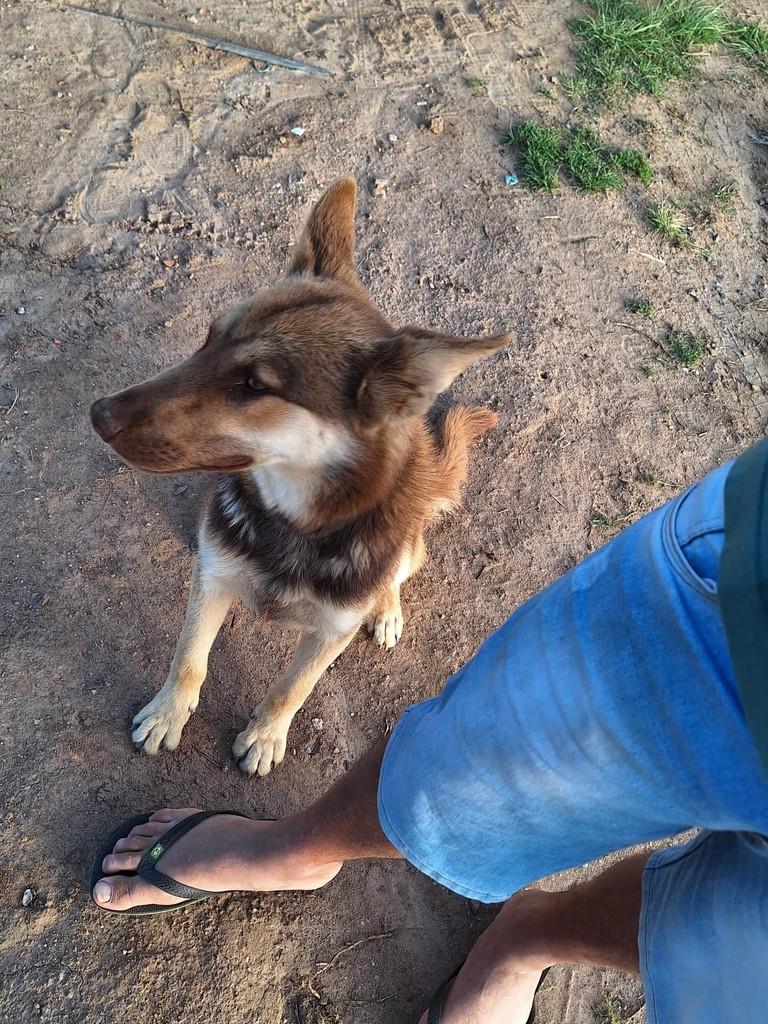 Luck, cachorro de porte médio para adoção em Bueno Brandão - MG