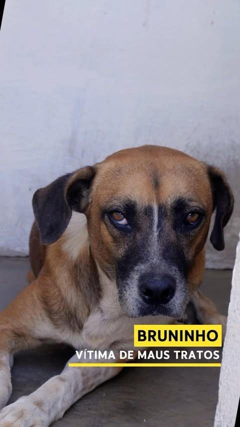 Bruninho, cachorro de porte médio para adoção em Paulo Afonso - BA