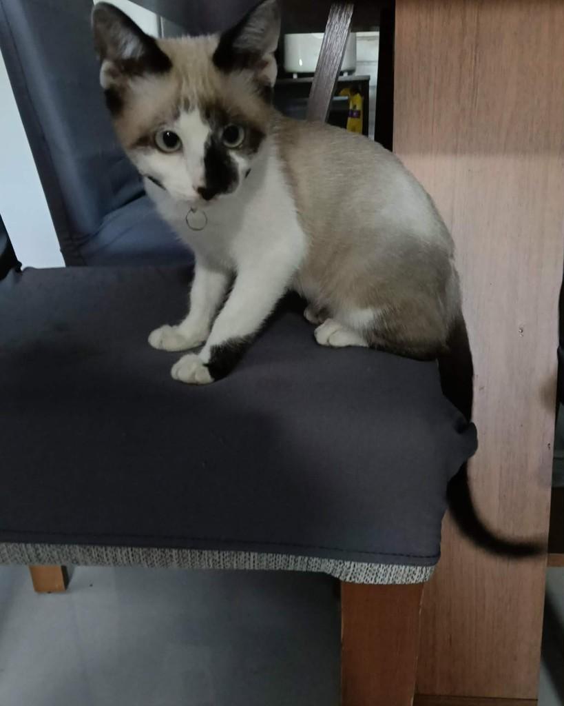 Linda, gata de porte pequeno para adoção em Ronda Alta - RS