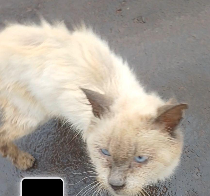 Palito, gato de porte médio para adoção em Ronda Alta - RS