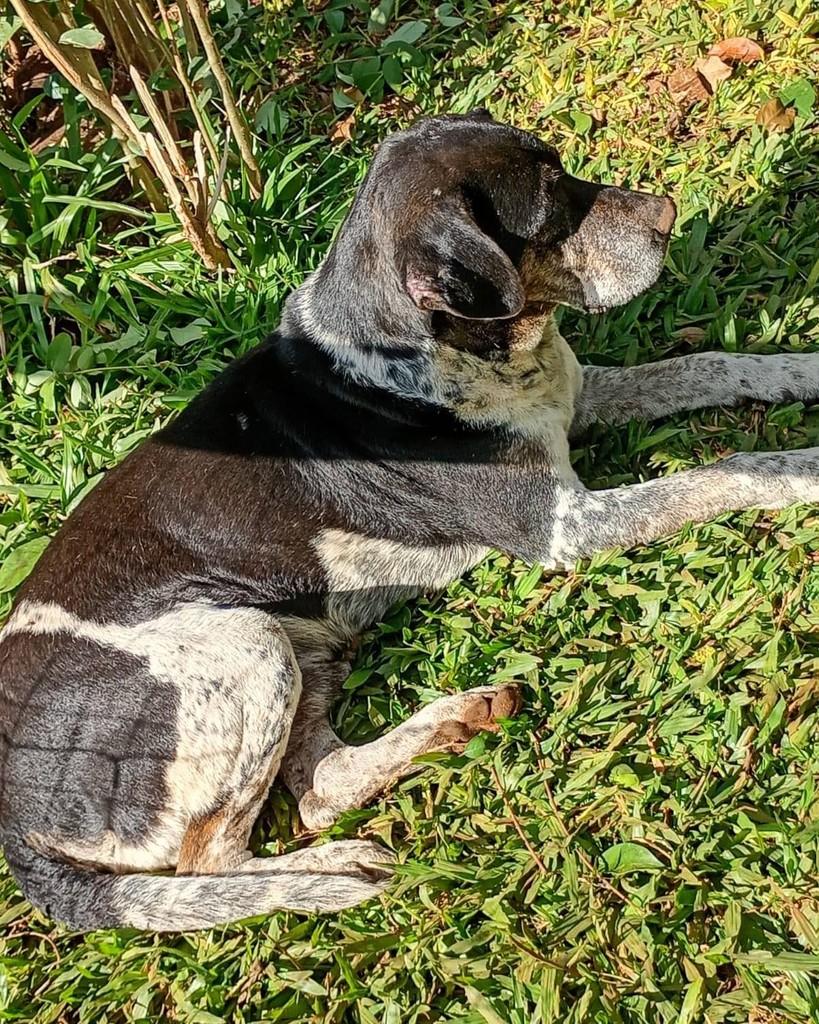 Fofão, cachorro de porte médio para adoção em Ronda Alta - RS