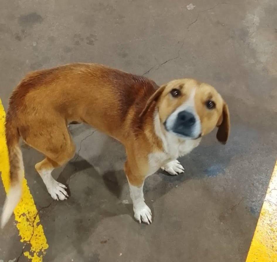 Filhotão, cachorro de porte pequeno para adoção em Ronda Alta - RS