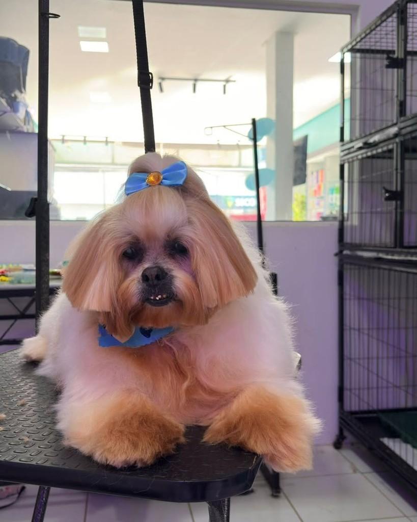 Fred, cachorro de porte pequeno para adoção em Ronda Alta - RS