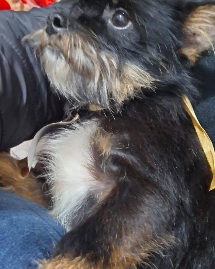 Fiapo de Manga, cachorro de porte pequeno para adoção em Ronda Alta - RS