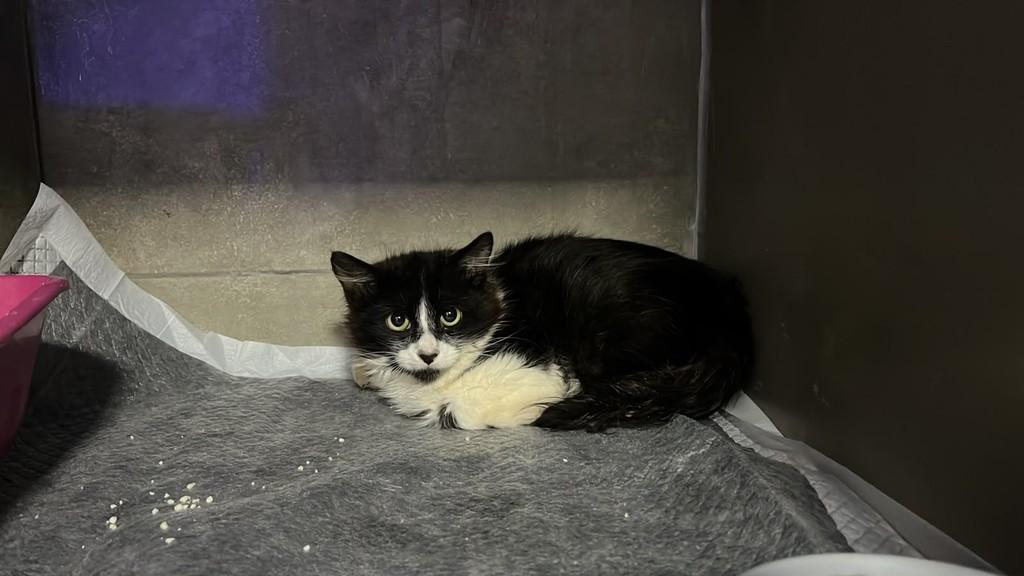 Mimico, gato de porte pequeno para adoção em Ronda Alta - RS