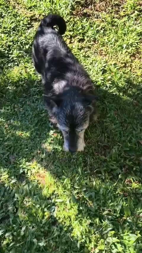 Bob, cachorro de porte médio para adoção em Ronda Alta - RS