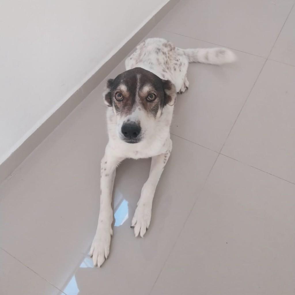 Relâmpago Mcqueen, cachorro de porte médio para adoção em Guaratinguetá - SP