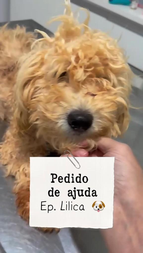 Lilica, cachorro de porte pequeno para adoção em Iporã do Oeste - SC