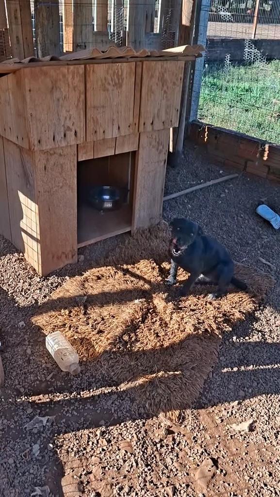 Guri, cachorro de porte pequeno para adoção em Campo Novo - RS