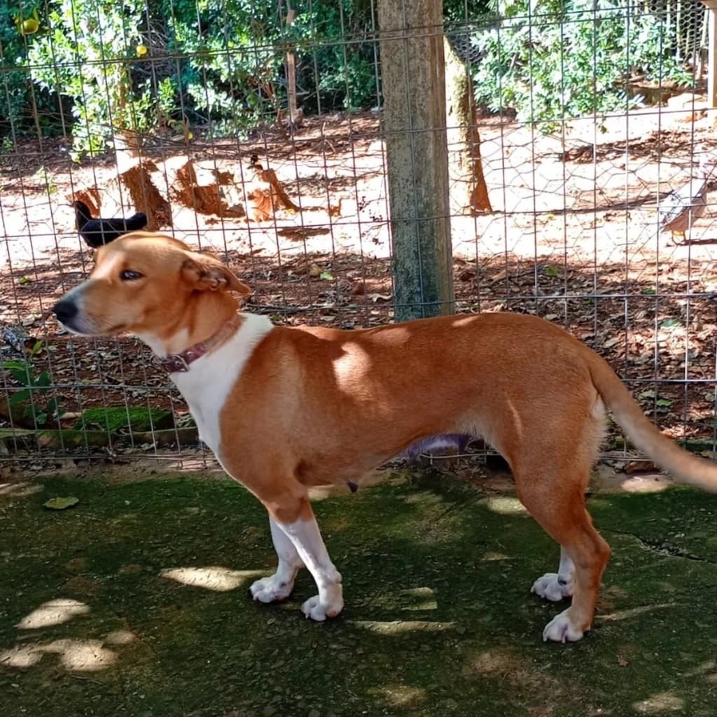 Caramela, cadela de porte médio para adoção em Campo Novo - RS