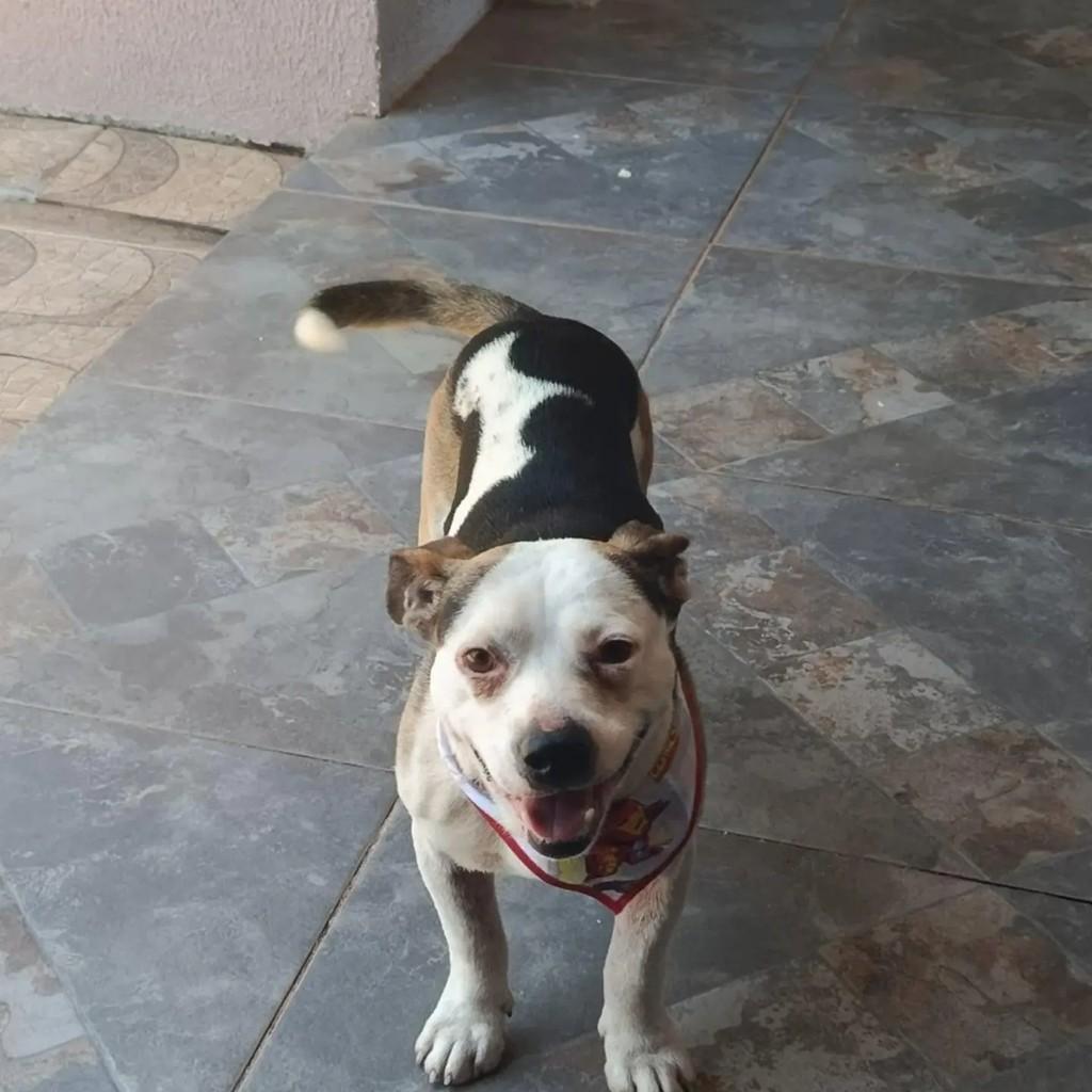 Baruk, cachorro de porte médio para adoção em Campo Novo - RS