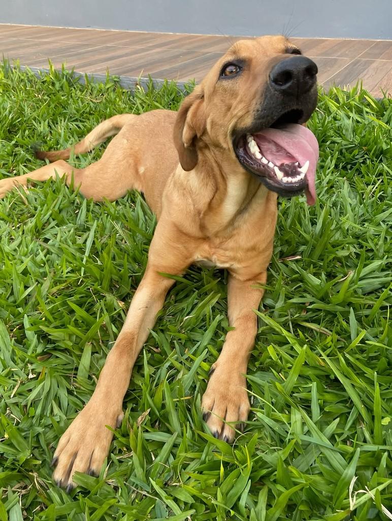 Tina Turner, cadela de porte grande para adoção em Campo Novo - RS