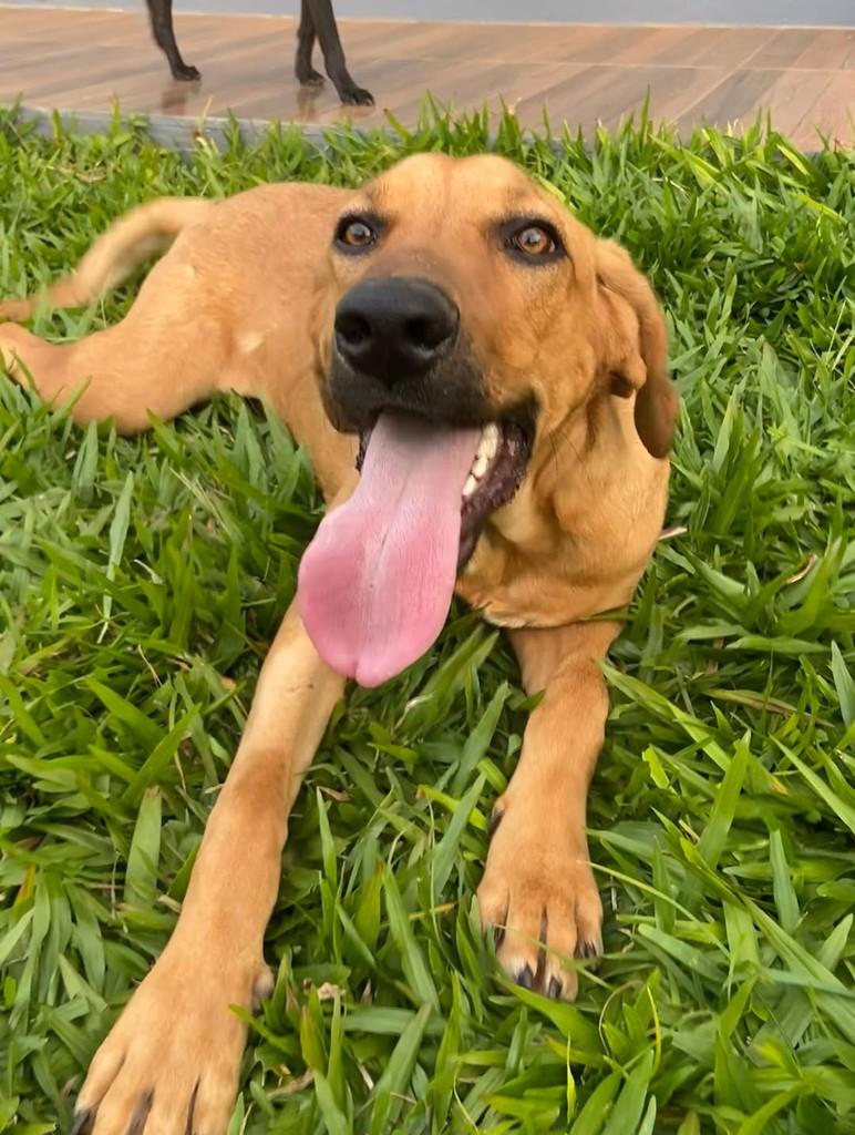 Tina Turner, cadela de porte grande para adoção em Campo Novo - RS — foto 2 de 10