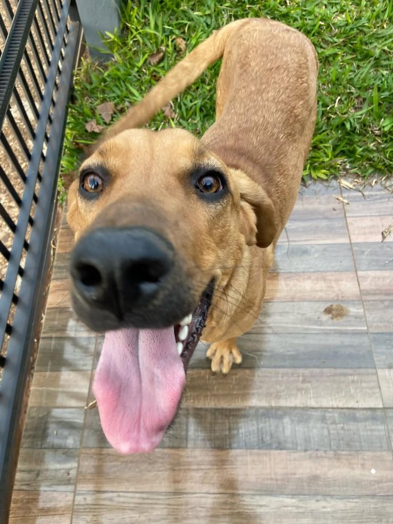 Tina Turner, cadela de porte grande para adoção em Campo Novo - RS — foto 3 de 10