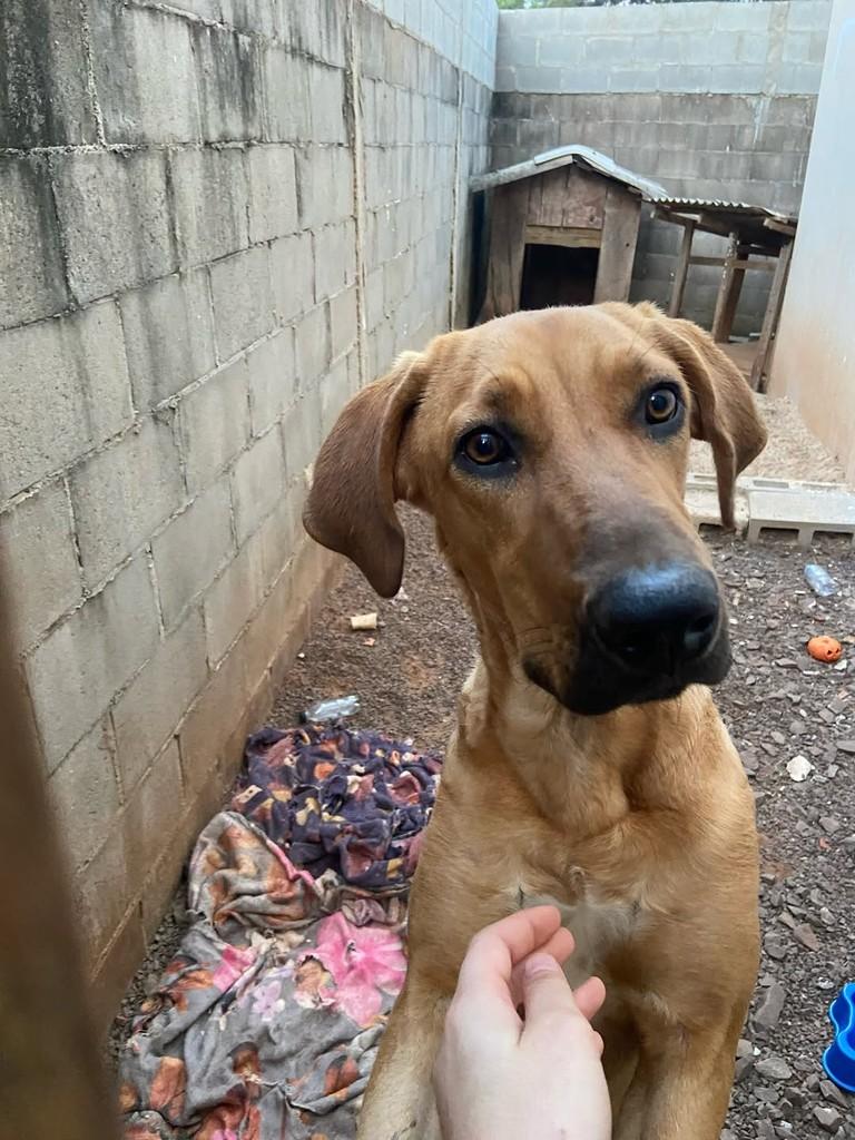 Tina Turner, cadela de porte grande para adoção em Campo Novo - RS — foto 4 de 10