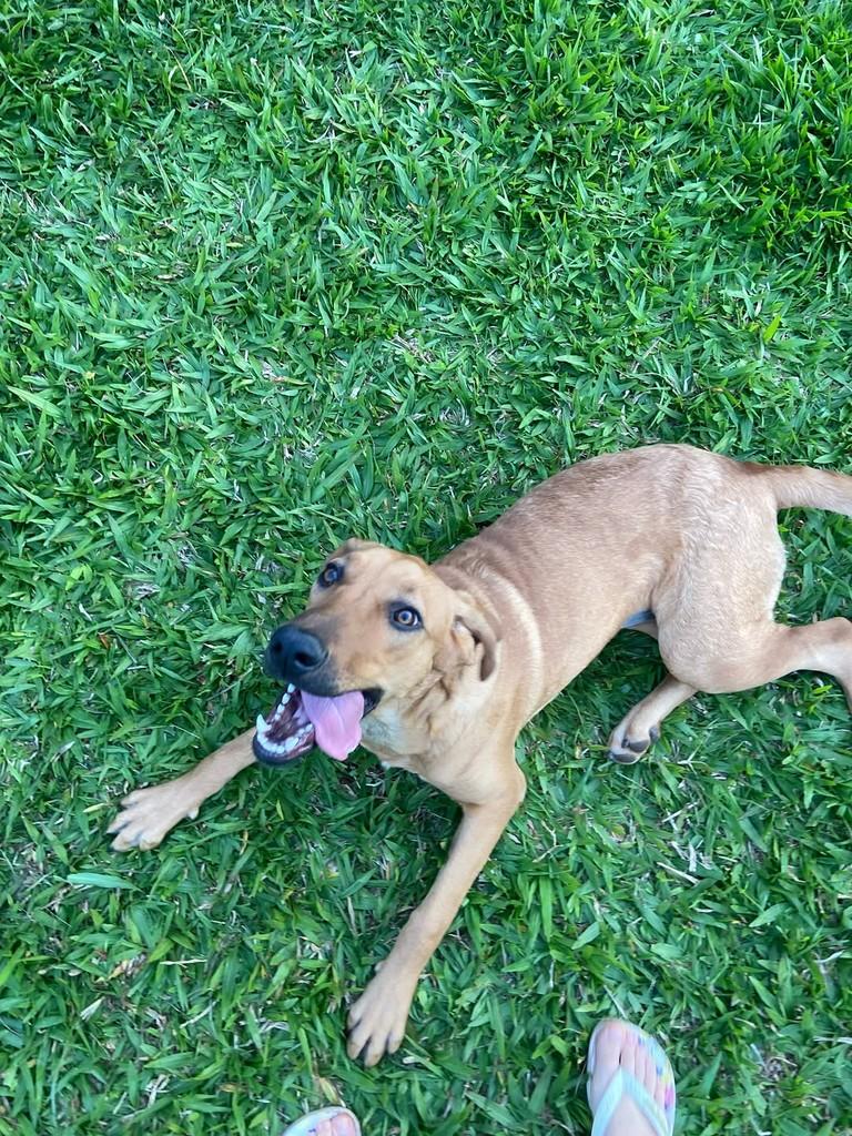 Tina Turner, cadela de porte grande para adoção em Campo Novo - RS — foto 5 de 10