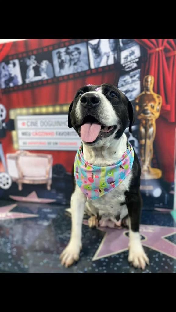 Fiona, cachorro de porte médio para adoção em Palotina - PR