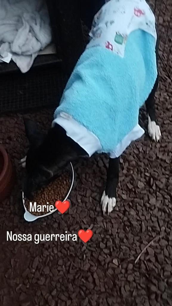 Marie, cachorro de porte pequeno para adoção em Palotina - PR