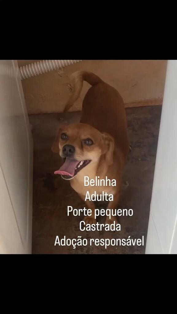 Belinha, cachorro de porte pequeno para adoção em Palotina - PR
