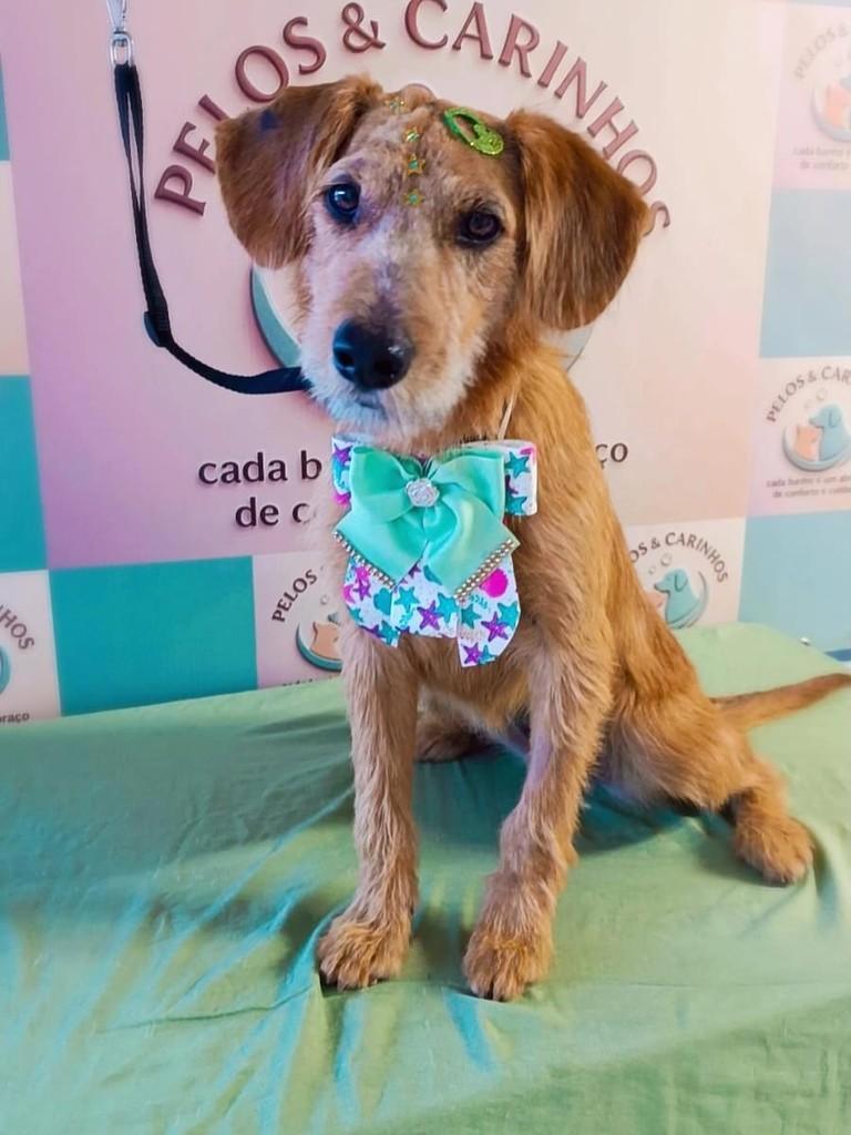 Paçoca, cadela de porte pequeno para adoção em Cabreúva - SP