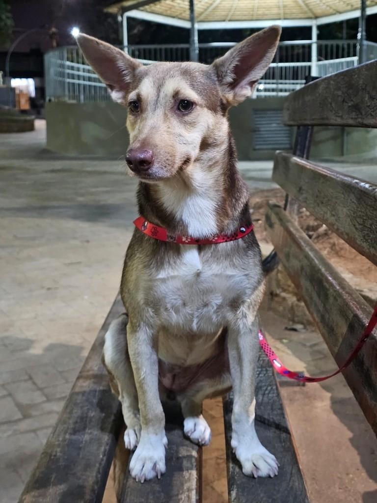 Lindinha, cadela de porte pequeno para adoção em Cabreúva - SP
