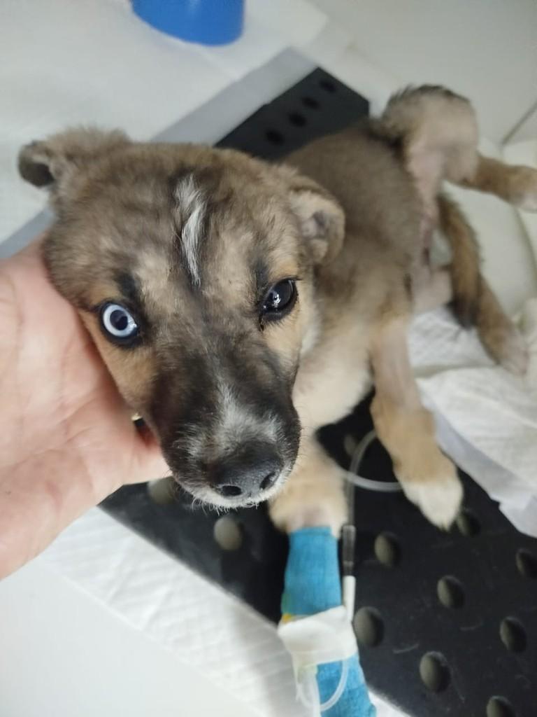 Léo, cachorro de porte médio para adoção em Cabreúva - SP