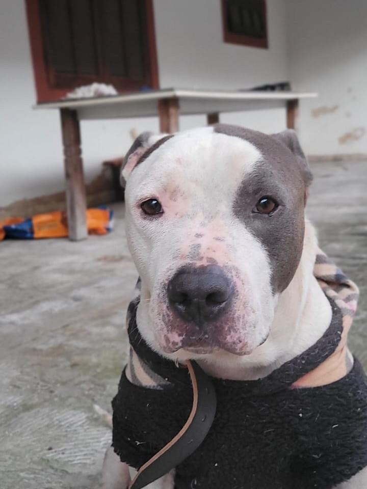 Bud, cachorro de porte médio para adoção em Cabreúva - SP