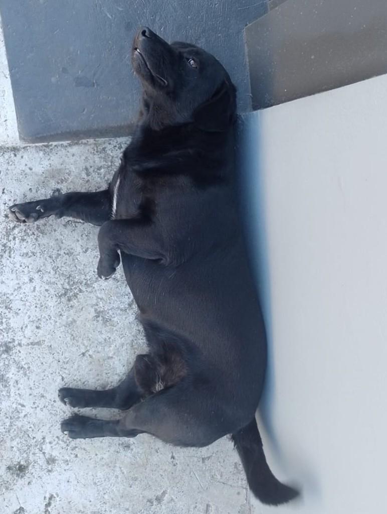 Manuel, cachorro de porte pequeno para adoção em Cabreúva - SP
