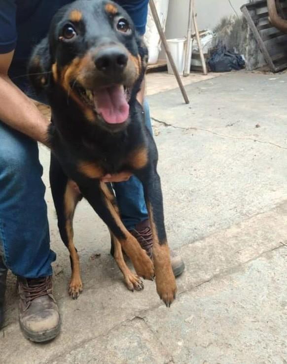 Luna, cachorro de porte médio para adoção em Cabreúva - SP