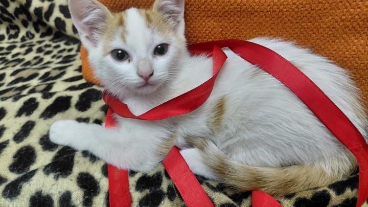 Menininho, gato de porte pequeno para adoção em Cabreúva - SP