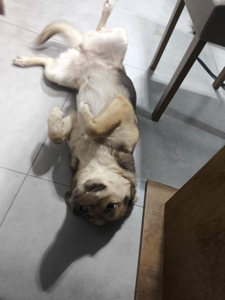 Namy, cadela de porte médio para adoção em Cabreúva - SP