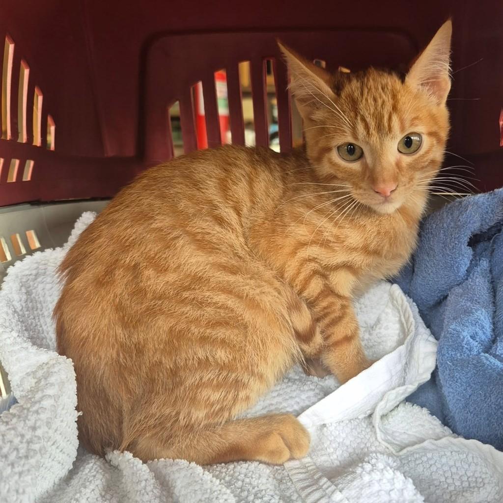 Lindo menino, gato de porte pequeno para adoção em Jundiaí - SP