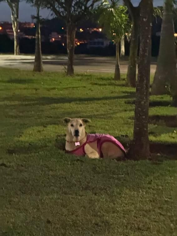 Nina, cadela de porte médio para adoção em Cabreúva - SP