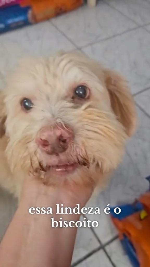 Biscoito, cachorro de porte médio para adoção em Cabreúva - SP