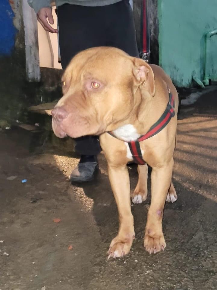 Zeus, cachorro de porte médio para adoção em Cabreúva - SP