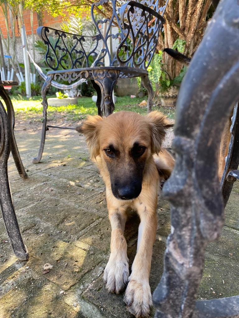 Lobinha, cachorro de porte médio para adoção em Cabreúva - SP