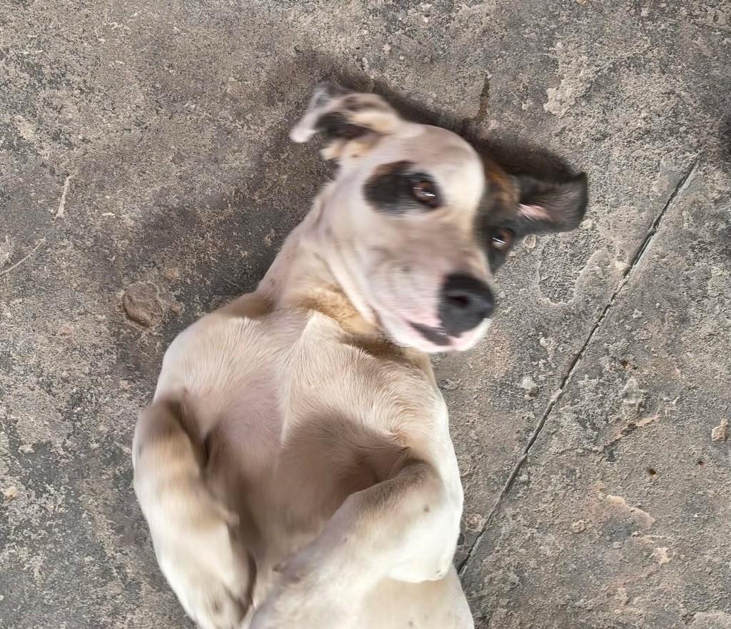 Snoopy, cachorro de porte pequeno para adoção em Cabreúva - SP