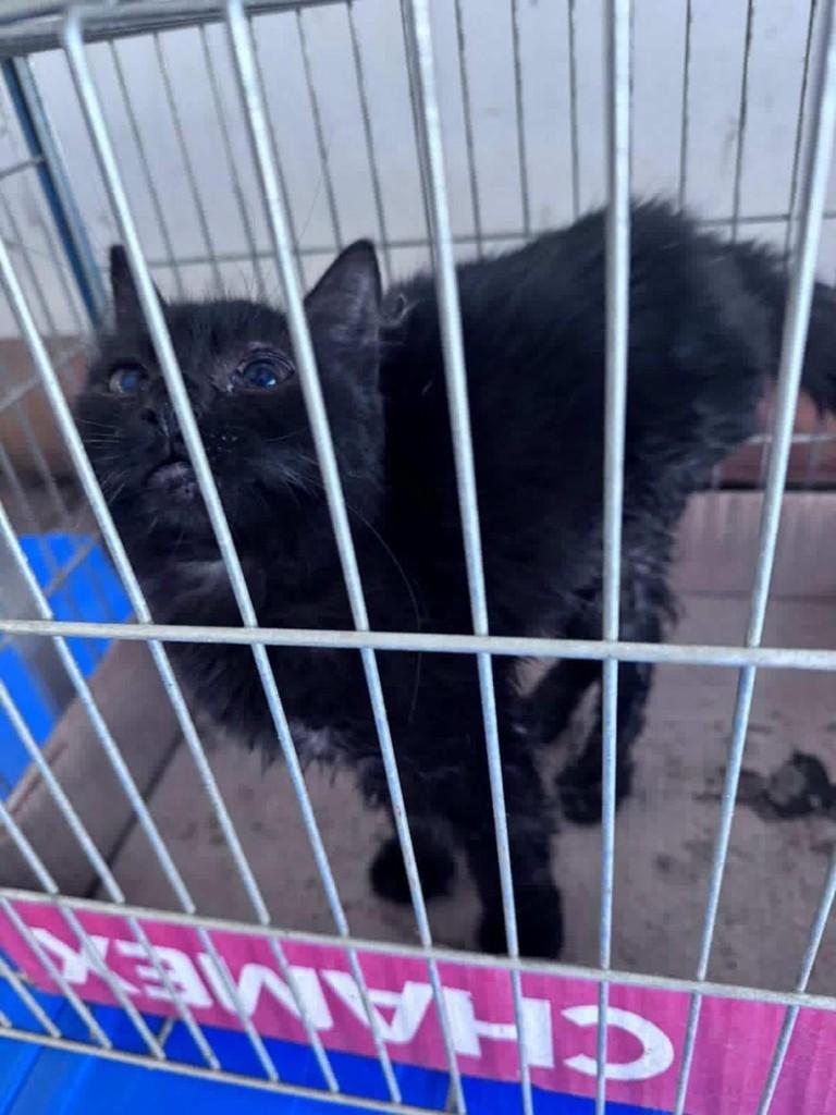 Princesa, gato de porte pequeno para adoção em Cabreúva - SP