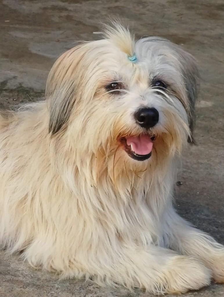 Beethoven, cachorro de porte médio para adoção em Cabreúva - SP