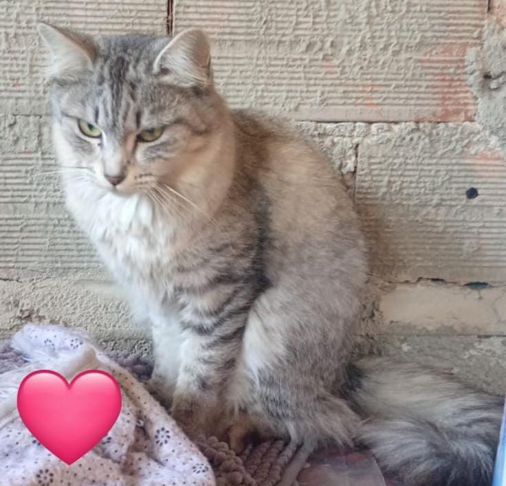 Akyra, gata de porte médio para adoção em Cabreúva - SP